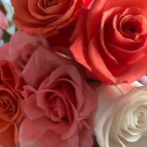 Meet your Posher, Tracy